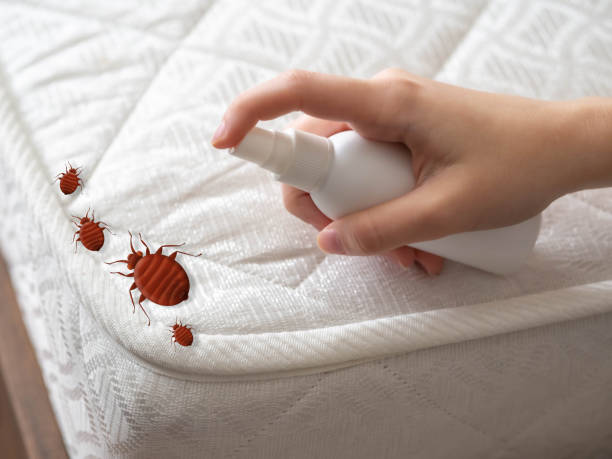 Best Residential Pest Control  in Hampton, GA